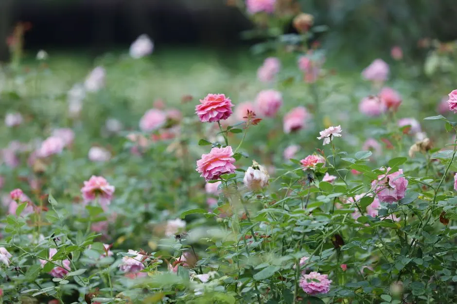 Baihe (Hundred Thousand Roses) Garden