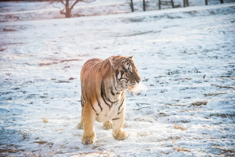 Siberian Tiger Park
