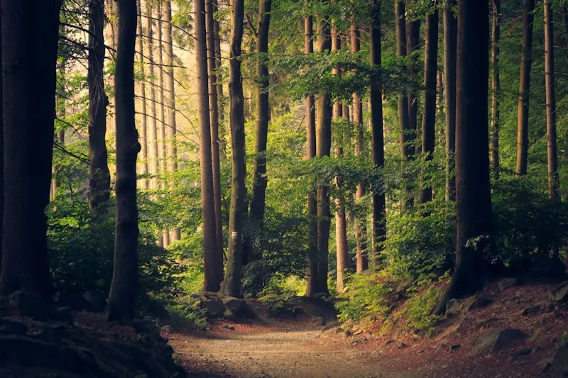Beishan National Forest Park