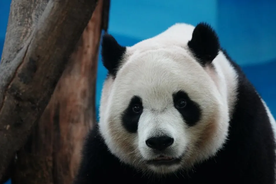 Beijing Zoo