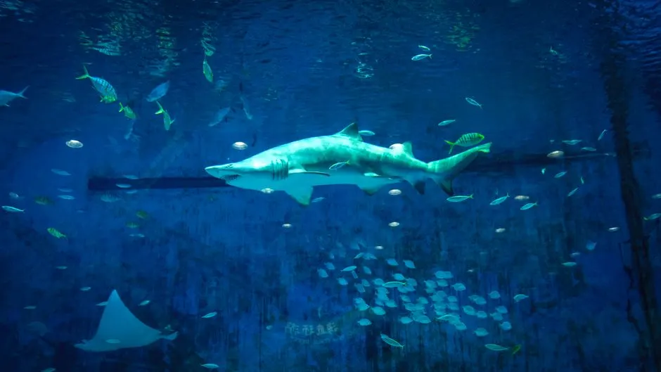 Beijing Aquarium