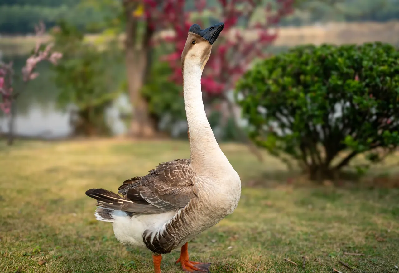 广州味烧鹅