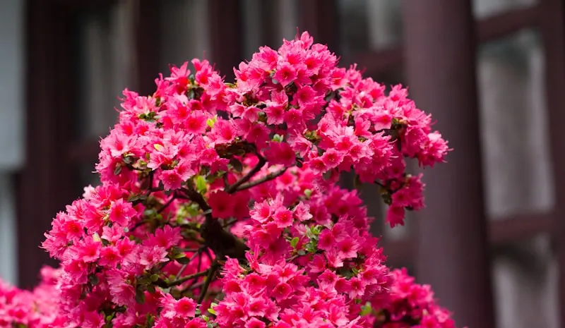 Liziba Station