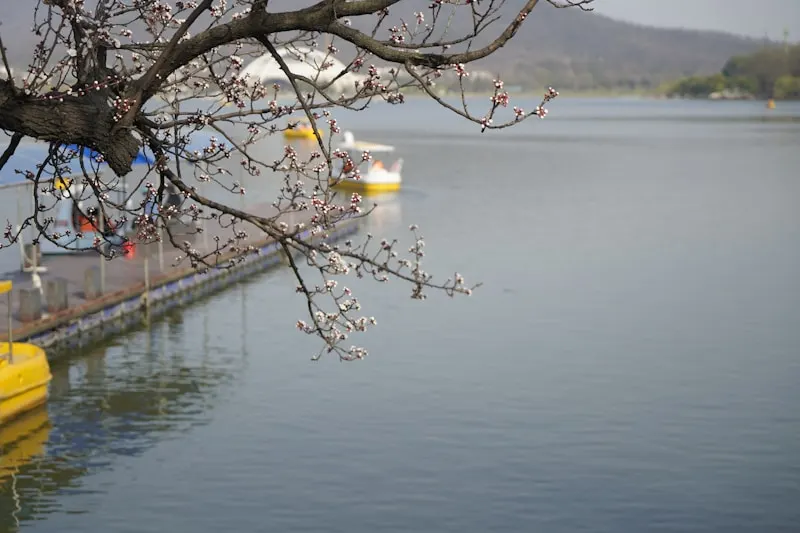 Xuanwu Lake
