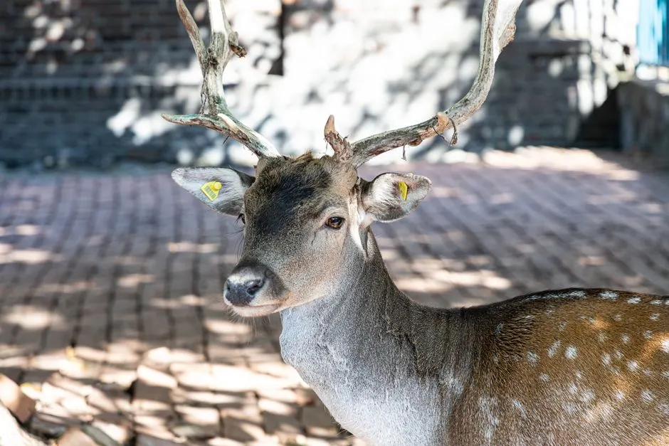 Milu Park (Milu Deer Park)