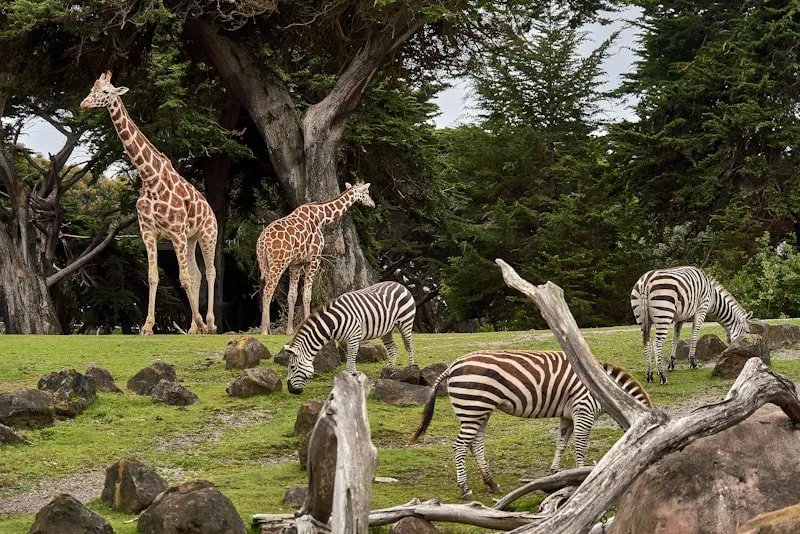 Tianjin Forest Zoo