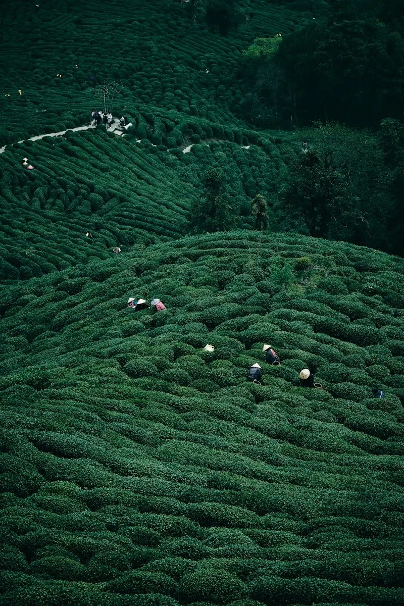 Longjing Village