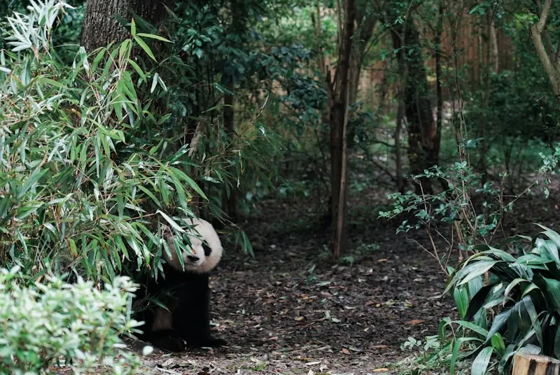 Dalian Forest Zoo